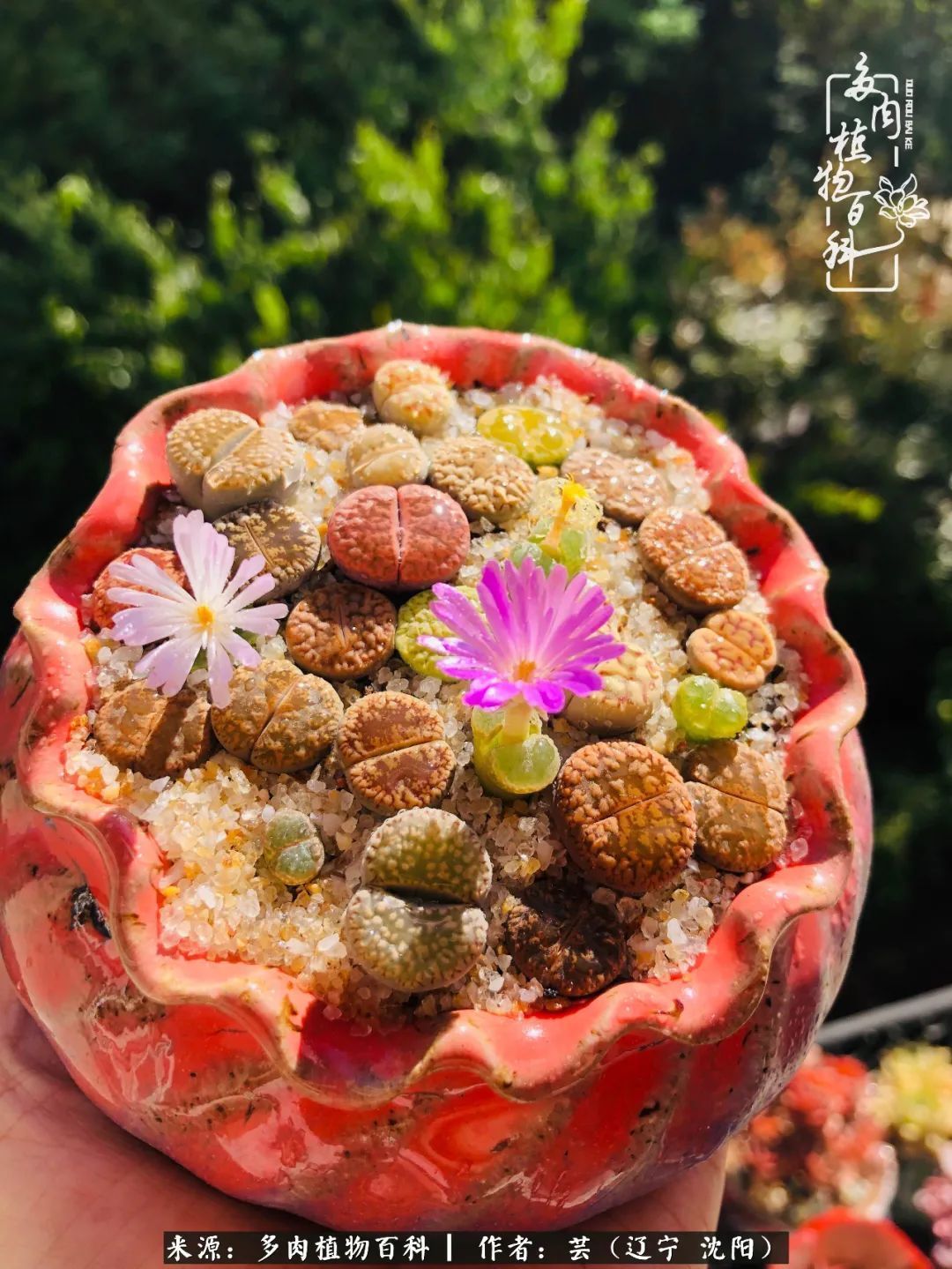 血罗|万物皆有灵性，一年四季有多肉陪伴真好！