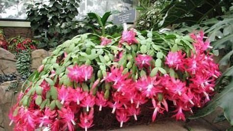 给蟹爪兰浇水,没抓住“关键点”,蟹爪兰养不好,浇了也“白浇”