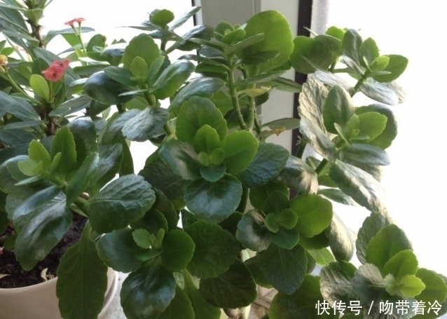 把一盆普通的长寿花,养成惊艳老桩,养护技巧有3个