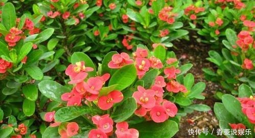  漂亮|4种漂亮花，号称“开花机器”，比月季好养，爱花的你养过几种