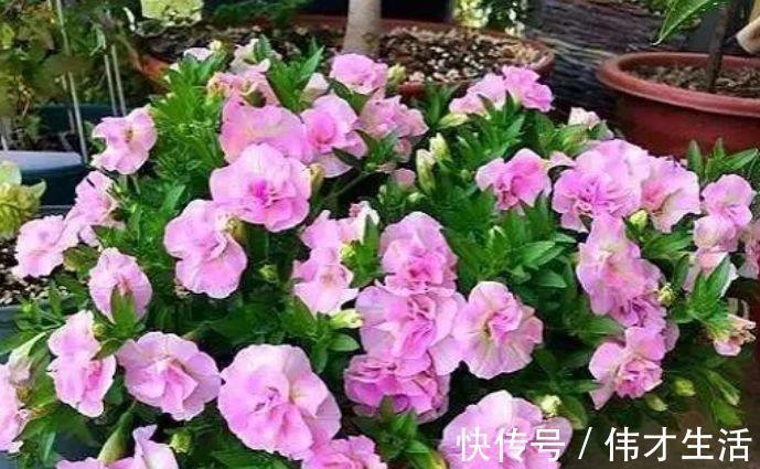 活易|适合夏季养的花，好活易爆盆，名字好听花更美，越养越上瘾