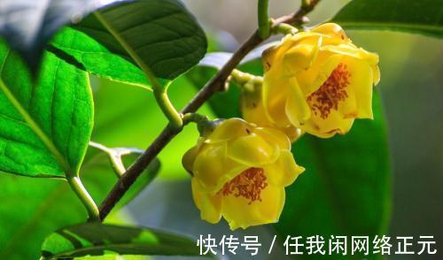 它被誉为是花卉界的“大熊猫”,观赏性强,泡茶煮汤效果更佳