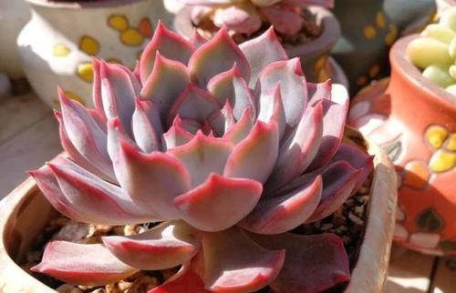 烂根|家里养3种花，夏天少浇水，虐一虐更精神，一浇水就烂根