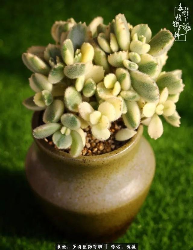 养了三年多肉,终于明白佛系养肉才是王道!