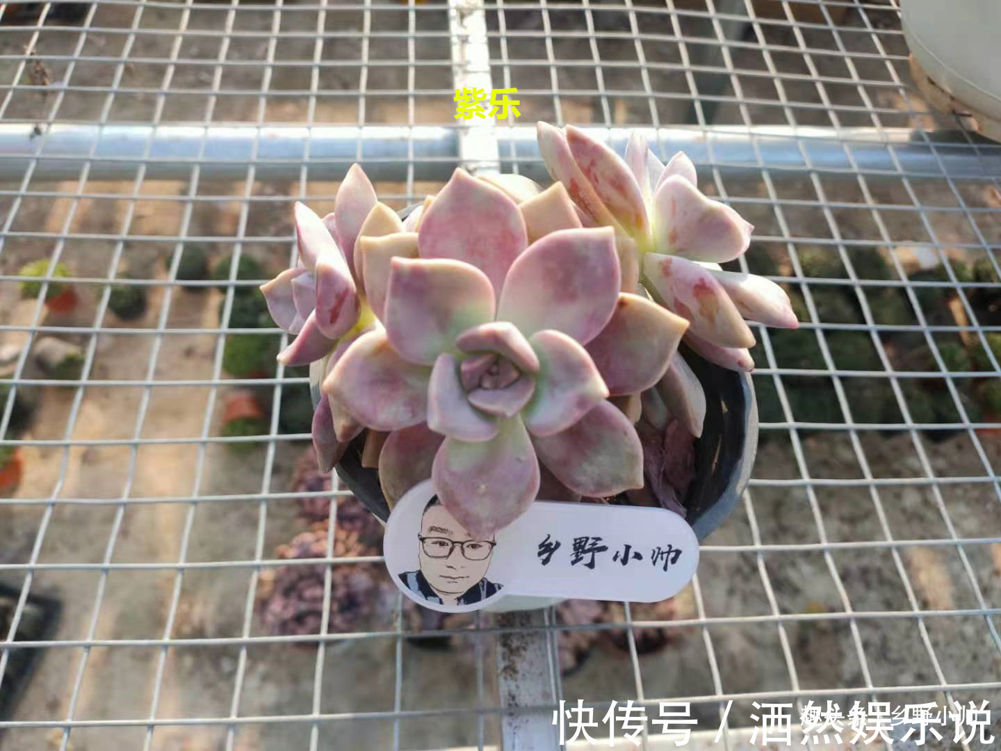 肉肉|多肉迟迟不长新根，有以下4个原因造成，看完长知识了