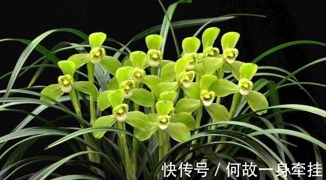 春兰老八种之首“宋梅”,花开梅瓣型,兰香醇正,是梅瓣兰之代表