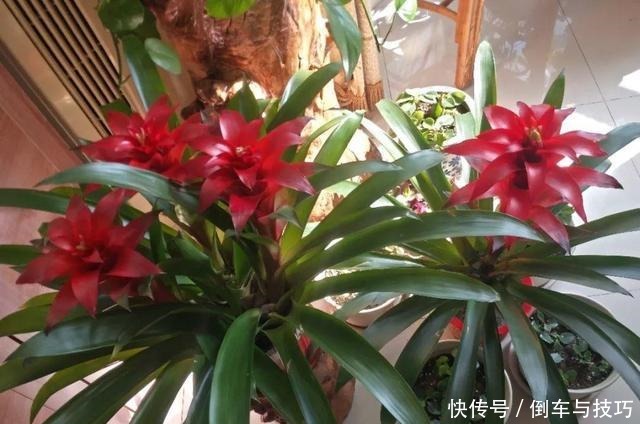 8种花,开完花别急着丢,剪一刀还能继续开!