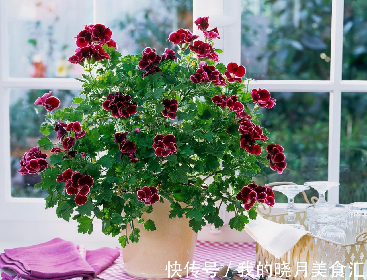 天冷就养“6种花”,越冷越爱开花,吉祥“喜庆”又高档