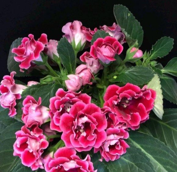 4种娇气花，就怕“当头灌”，叶片沾水就烂，浇水要谨慎