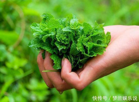 治疗|薄荷煮水，连续喝上3天，竟有几大作用，是治疗感冒的好帮手