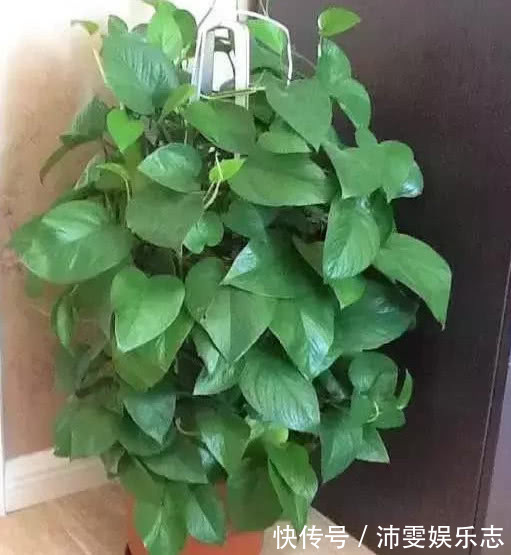 养绿萝、君子兰，学会1招，叶片油绿，新芽噌噌冒，花开多又艳！