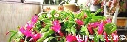 最厉害的养花营养液,蟹爪兰喝一勺,不掉花苞不黄叶,蹭蹭开一盆