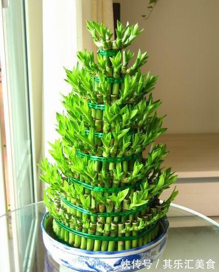 家中养“5种竹”,富贵不俗,护家祥瑞,好日子节节高升