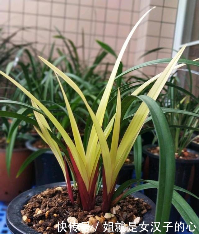 春天兰花发芽,“一灌二喷三埋”,兰花养分足,新芽多,长势爆盆!