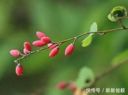 这树价值珍贵,树根更是稀罕物,内含“黄金”,但看见请好好保护