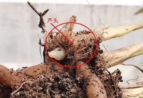 兰花只发芽不长根，究竟是什么原因？原因很简单，治理也不难