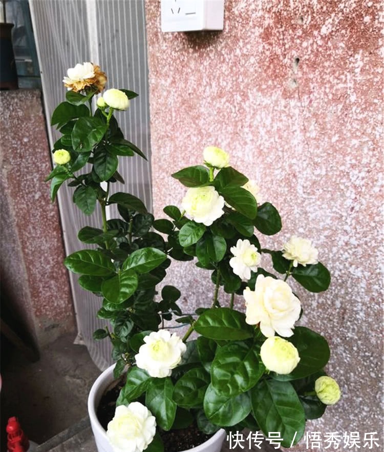 养茉莉，做好“三勤一懒”，茉莉呼呼冒花苞，开花开到深秋去！