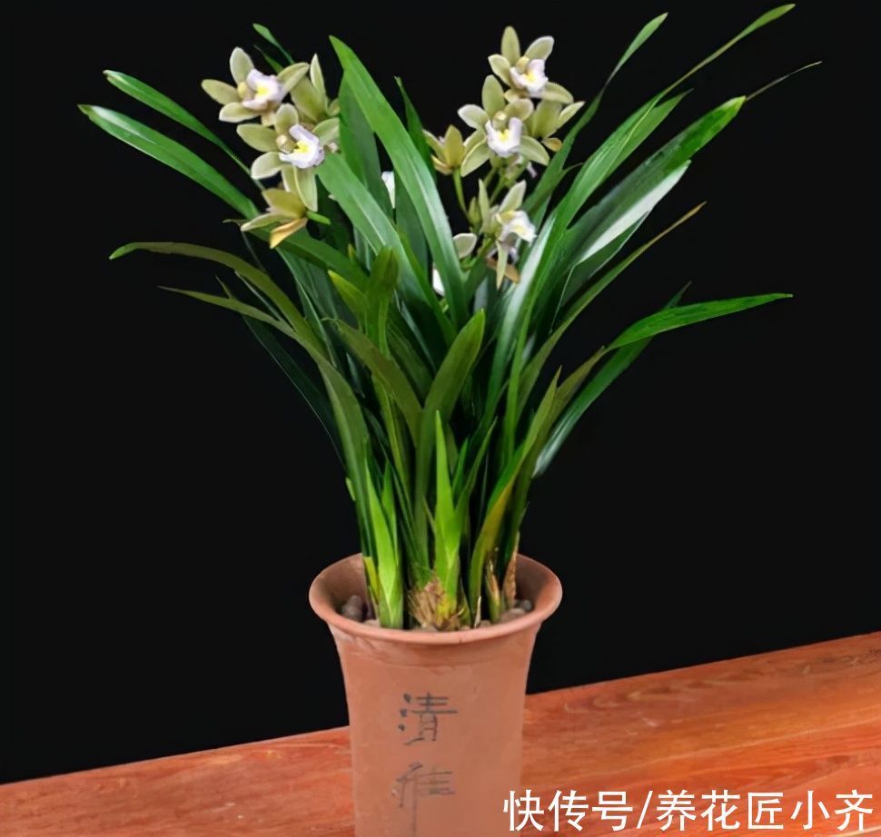 栽培|10种花中“贵货”太好看,打工仔“不舍得”买,等有钱要买一盆