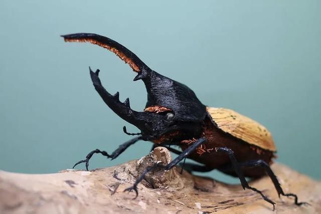 差点吓一跳,用纸做出来的昆虫,比真的还逼真