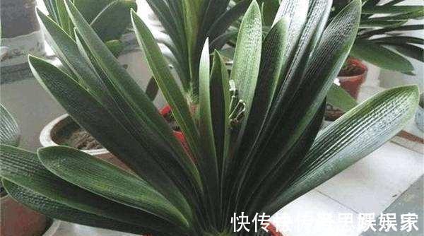 春天|给君子兰换盆,“这点”要知道,不然不长不开花,让你“干着急”