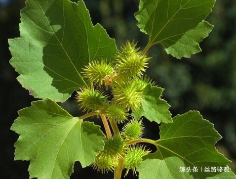 卵形|苍耳,随处可见的一种植物,你知道它的作用和禁忌吗