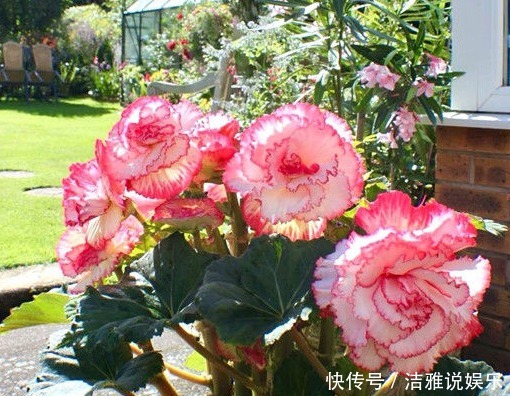 浓艳|新手养花,就养花中精品,花色浓艳,柔和温馨的花卉!