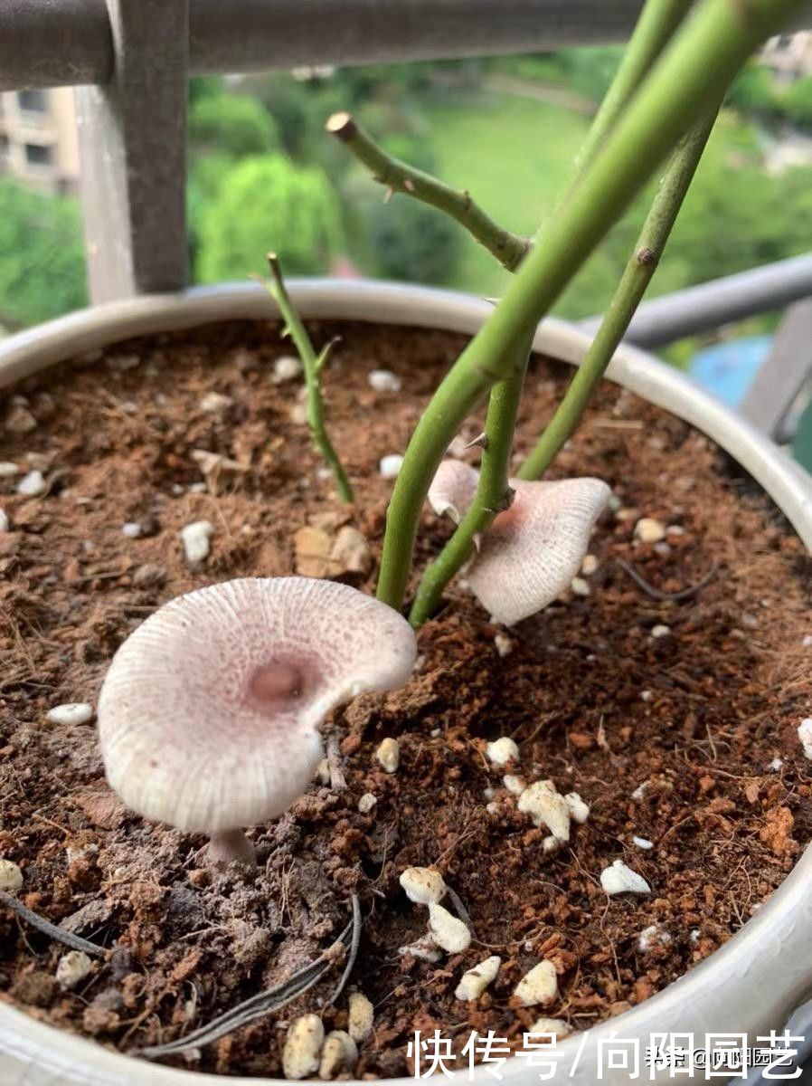 养多肉 养花 正确认识泥炭土 土壤种类多 不要用错了 粉紫色