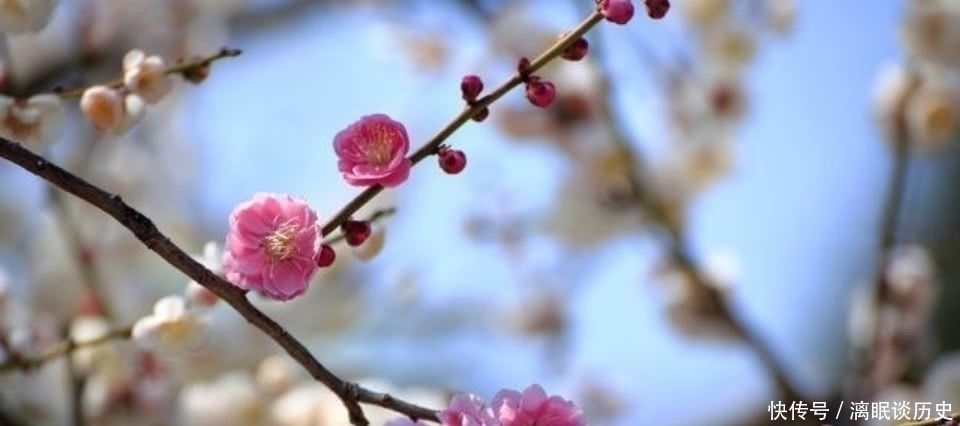 咏梅诗!众多的咏梅诗里,只有这一首写出不一样的梅花,从而成为千古名篇