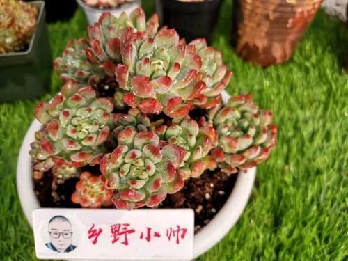 多肉根系|养多肉有“控养”和“润养”,都是对根系的养护,你了解吗?