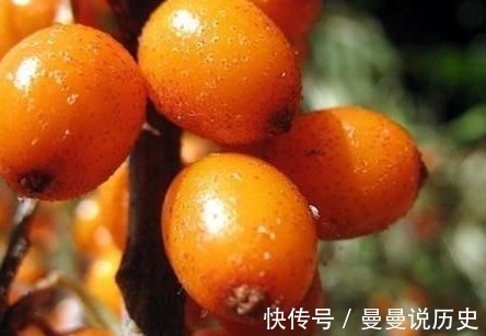 泡水|咳嗽久咳不愈,莫慌!不妨试试用此果泡水,止咳化痰,早知早受益