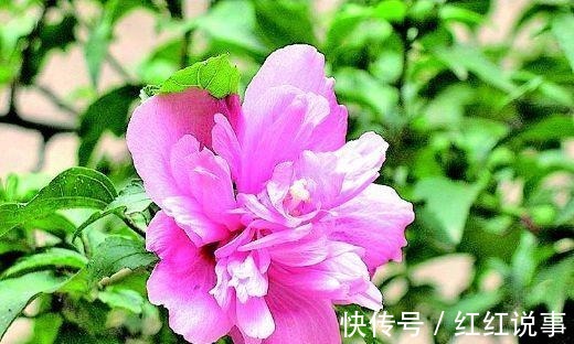 白莲|可以吃的花，种类很多但都不能生吃！