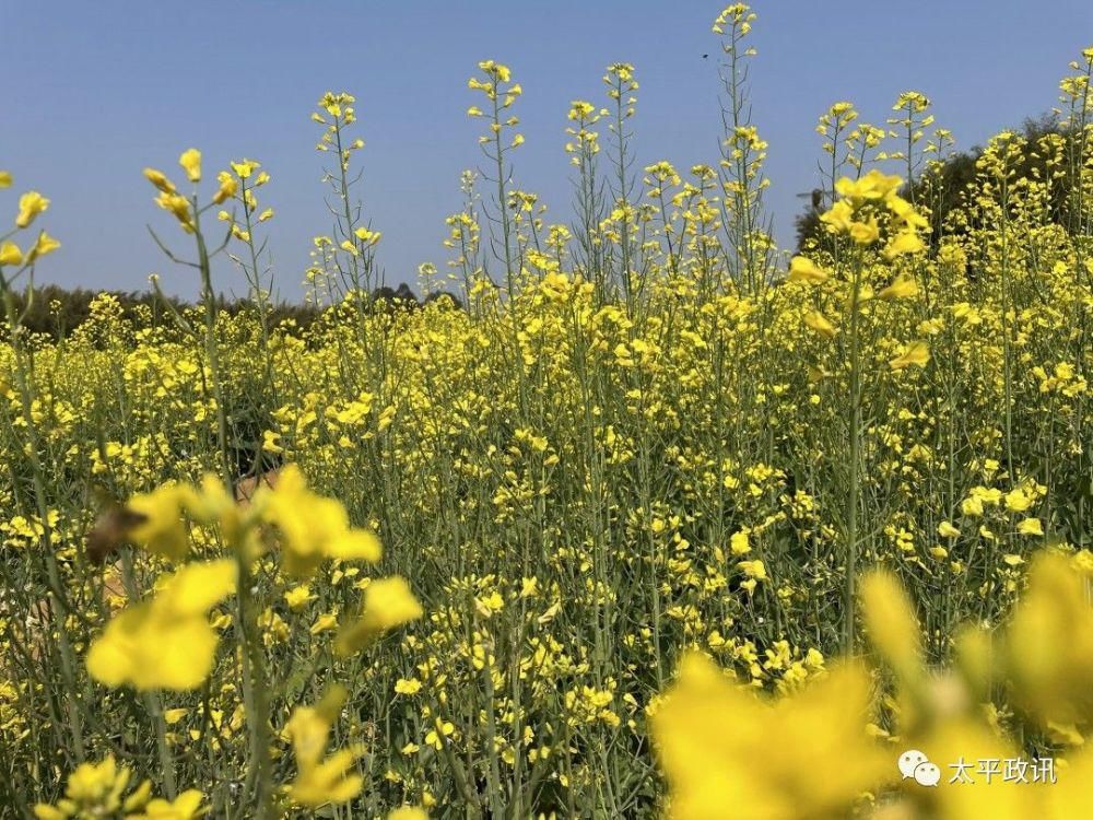 老年|靓！太平镇下黎村近200亩油菜花盛开，刷爆了朋友圈！