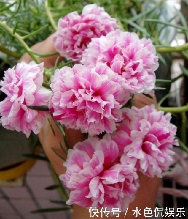 四种花常年开花易爆盆,花朵多又艳,直接变成“小花园”!