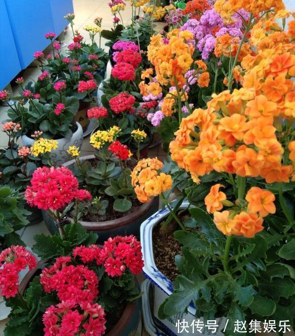 长寿花干瘪瘪改了3个小错误，新芽嗖嗖窜，爆花很简单