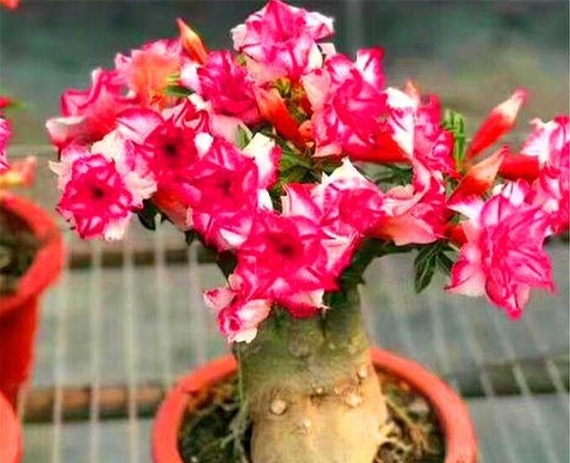 沙漠玫瑰有“4怕”,难怪不开花总烂根,学会了1年花开10个月