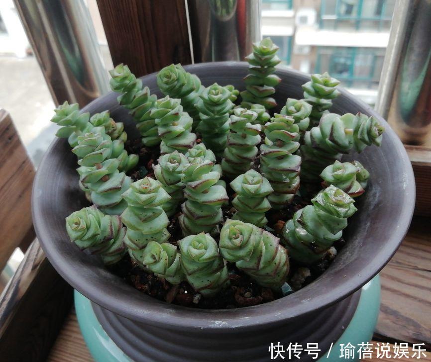 多肉叶子皱皱巴巴别光浇水,多半是伤根该换盆了!