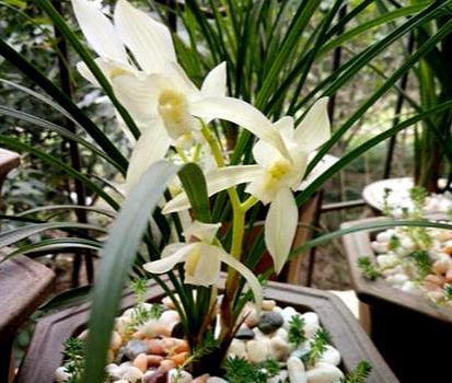 养兰花是“大坑”这3种养护秘籍学会了，还愁兰花不爆盆