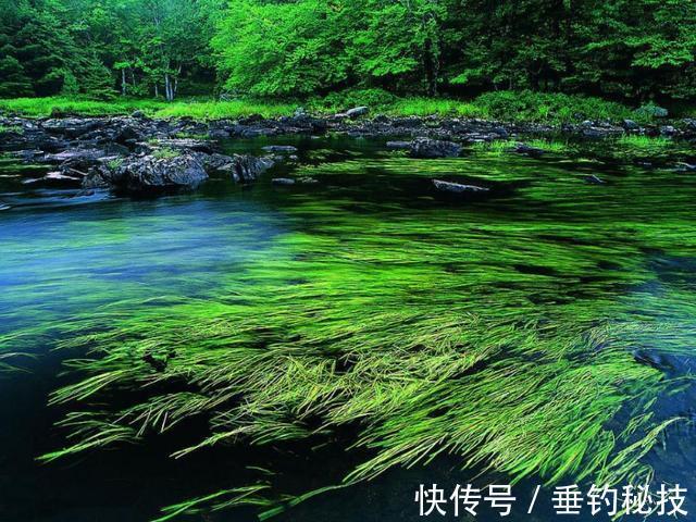 天一冷,都在钓草洞,殊不知草洞的学问还不少,一般人可不晓得