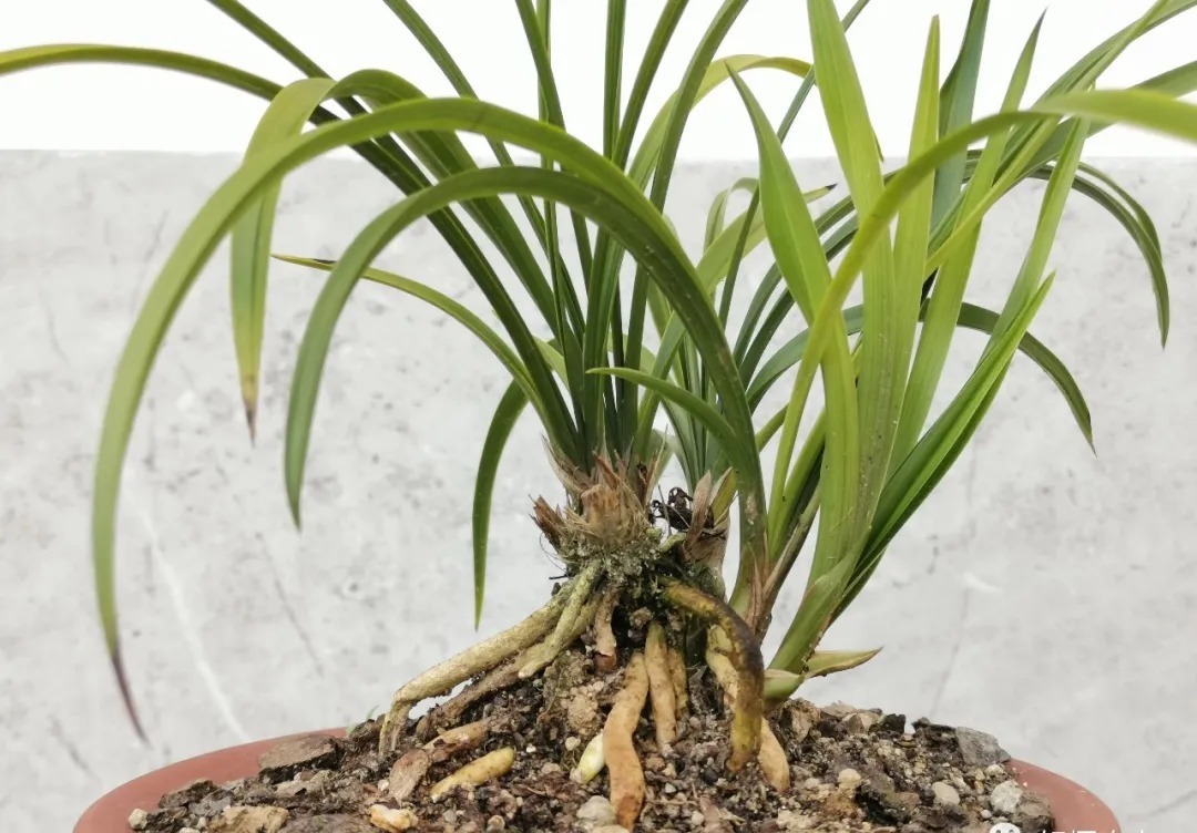 兰花海底芽|兰花海底芽,不是非剪不可的,两个技巧养成壮苗