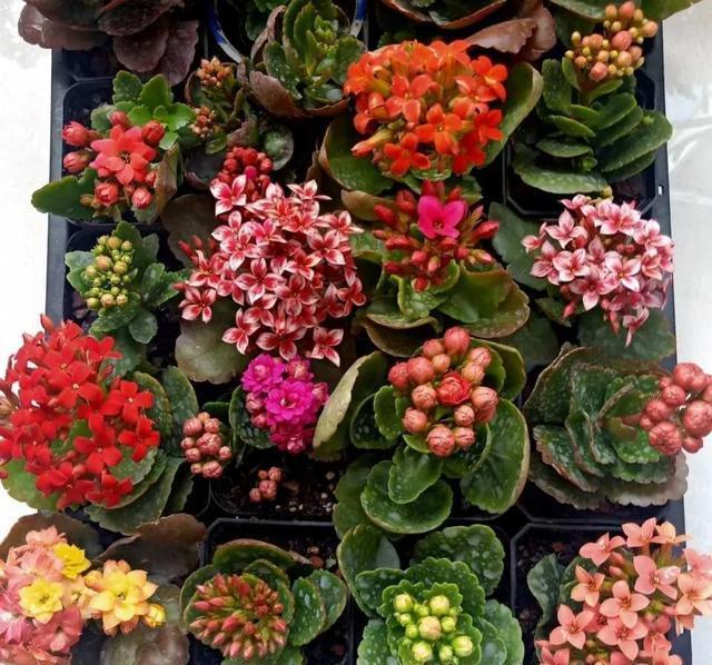 学会长寿花的一个养护秘诀,花苞花朵一起长,开花到年后