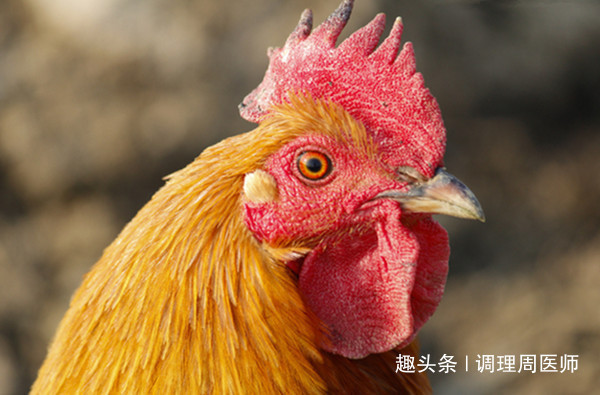 鸡冠头真的不能吃老中医终于揭开答案了，放下筷子，看完再吃！