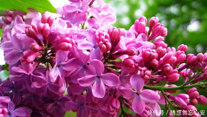 盆花|喜欢养花,就养一盆花中精品公丁香,花开妖艳,香味迷人