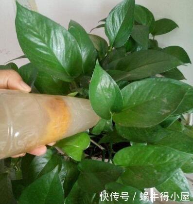 淘米水中加点“料”，成为“万能水”，养花浇一点，啥花都旺