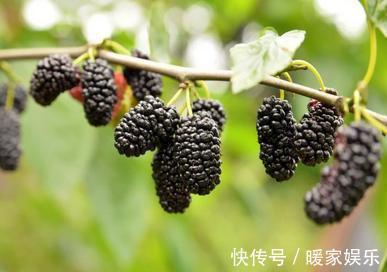 肝炎|不想“肝炎”变“肝癌”4大肝病“克星”,把肝脏“洗干净”