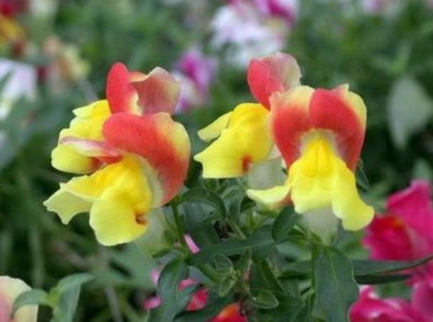 金鱼草|最适合新手养的几种花，好养漂亮花期长，开花一簇簇，开成百花园