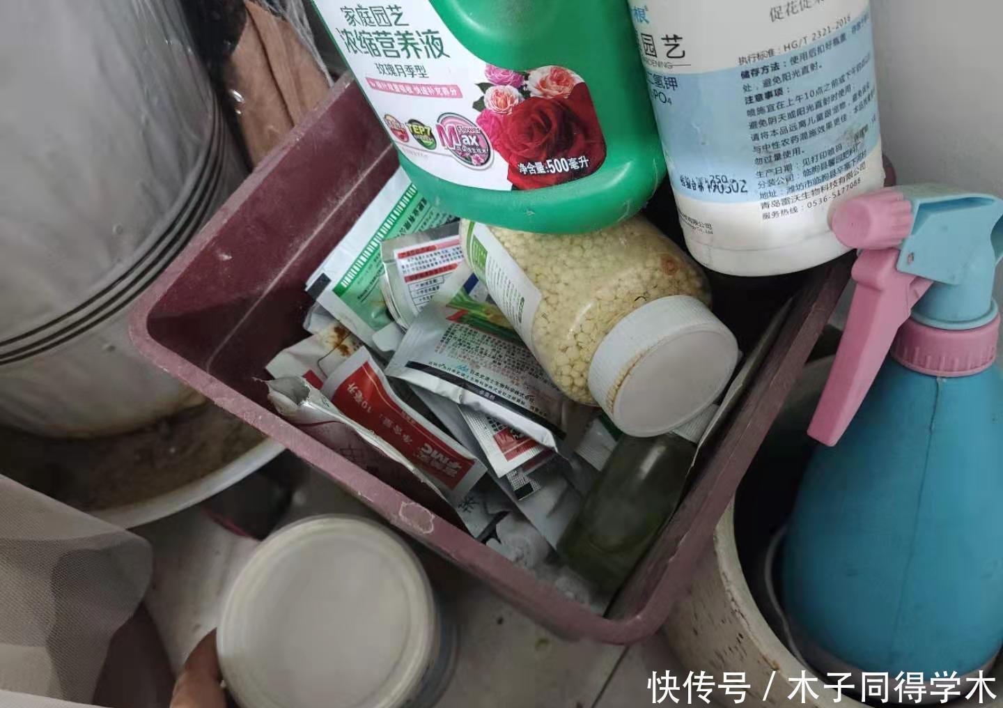 养花施肥不用多,3种肥料管一切,叶子油亮花开多