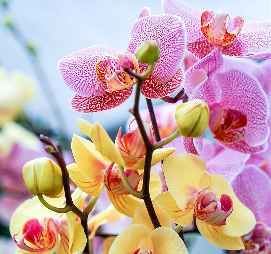 施肥|4种“富贵花”,7月要“穷养”,天气凉了就猛长