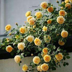 花量|阳台再小,也要养1种月季,花开满枝头,全年有花赏,香味飘满屋