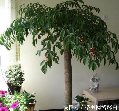 花中君子|能“镇宅”的3种花,养客厅最合适,有“旺财运”的寓意,也好养