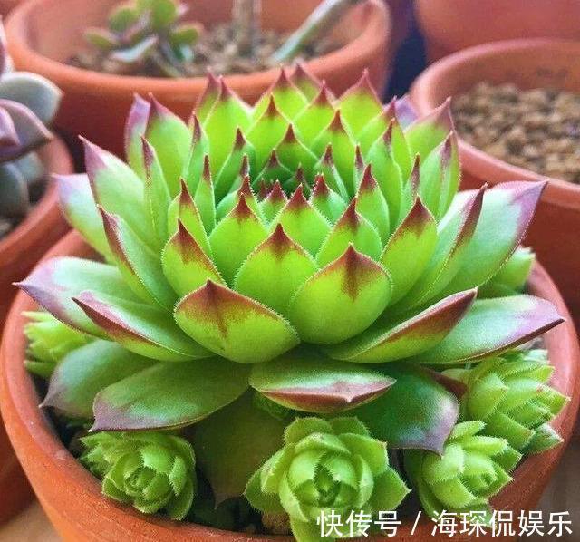 侧芽|多肉观音莲，3个“误区”要避开，从不“穿裙子”，一圈小莲花